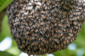 Bee hive on branch of tree in nature, Large honeycomb on the tree in tropical rain forest