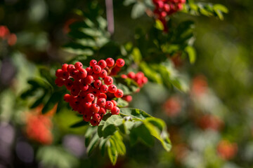 Ash berries on branches with green leaves, rowan trees in summer autumn garden