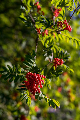 Ash berries on branches with green leaves, rowan trees in summer autumn garden - obrazy, fototapety, plakaty
