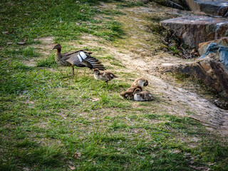 Mother And Five Chicks
