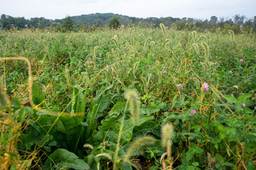 Fototapeta na wymiar Lush vibrant field of wildflowers clover weeds and soft cattails