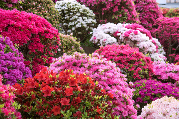 Veelkleurige azalea bloemen in Japanse tuin Japanse tuin met kleurrijke azalea& 39 s in volle bloei