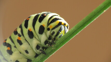 Bruco Papilio Machaon