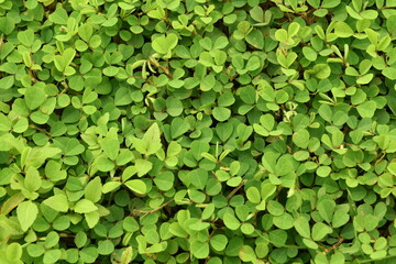 green leaves background