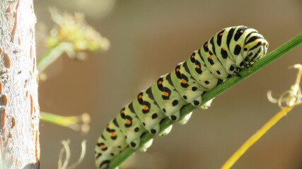 Bruco Papilio Machaon