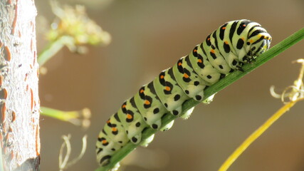 Bruco Papilio Machaon