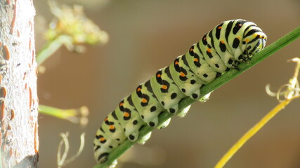Bruco Papilio Machaon