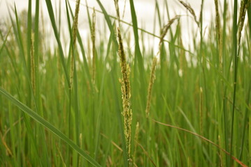 Green ear of rice in paddy rice field 