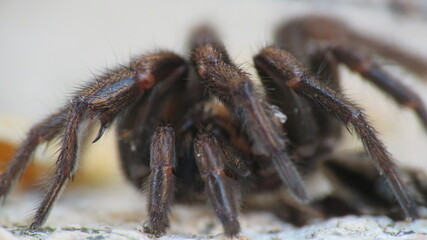 Macro dettagli