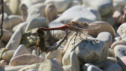 Libellule in accoppiamento