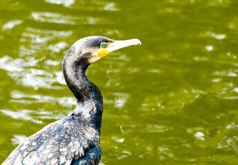 A Cormorant (Phalacrocorax carbo), also known as a Great Cormorant, standing beside a pond