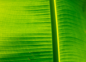 Large green banana leaf on the nature