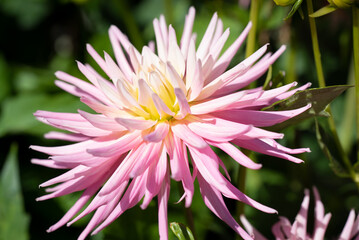 Prachtvolle Blume im Garten
