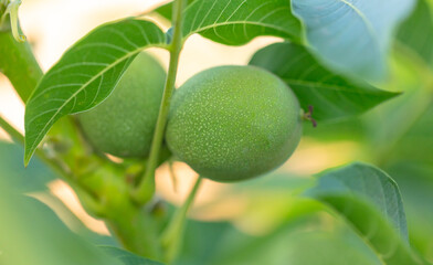Walnut on tree branches in summer.