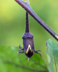 Eggplant in the vegetable garden in summer.