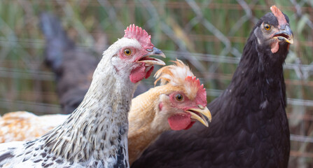 Portrait of a chicken on farm.