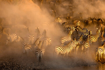 Fototapeta na wymiar African wild life.