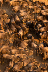 Fototapeta premium African wild life.