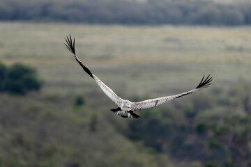 African wild life.
