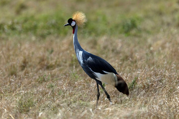 African wild life.