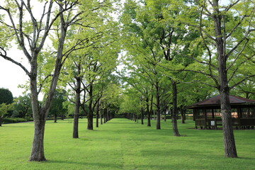 Fototapeta na wymiar テクノリサーチパーク熊本　公園