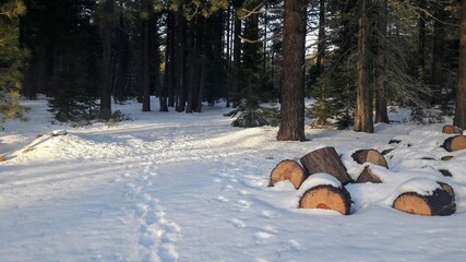 snow and pine wood in tahoe 
