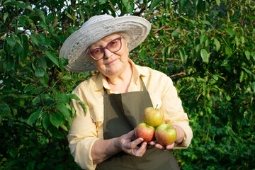 A cute grandmother with a smile holds ripe fresh apples in her hands. Gardening as a hobby for seniors. Organic fruits for grandchildren, grown in their own garden.