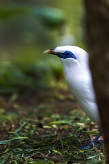 Pretty White Bali Starling Bird