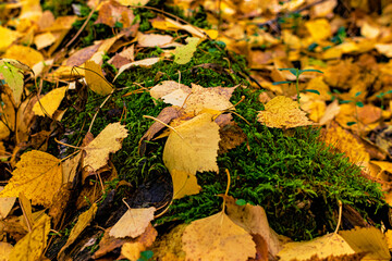 Abstraction. Autumn background.