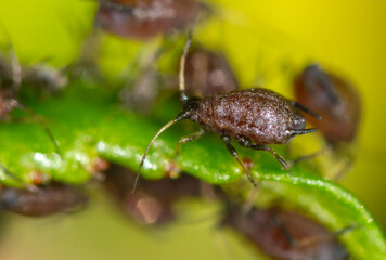 Aphids on a leaf of a tree.
