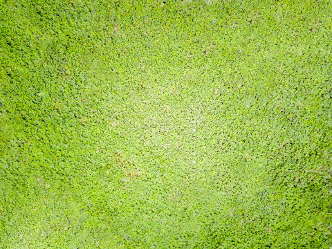 Ground, grass (Desmodium triflorum) green, front of house, building, Thailand.