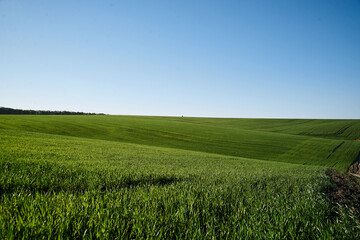 Fototapeta premium Beautiful field landscape. Countryside village rural natural background at sunny weather in spring summer. Green grass and blue sky with clouds. Nature protection concept.