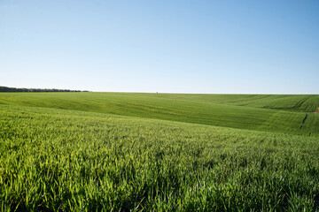Obraz na płótnie Canvas Beautiful field landscape. Countryside village rural natural background at sunny weather in spring summer. Green grass and blue sky with clouds. Nature protection concept.