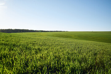 Obraz premium Beautiful field landscape. Countryside village rural natural background at sunny weather in spring summer. Green grass and blue sky with clouds. Nature protection concept.