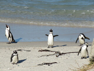 La spiaggia dei pinguini