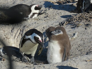 Cuccioli di pinguini