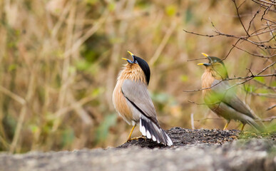 A pair of Brahminy starling myna birds calling