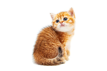 Funny ginger British shorthair kitten.