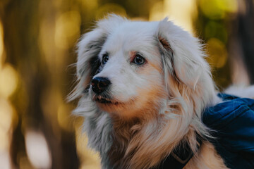 portrait of a miniature Australian Shepard 