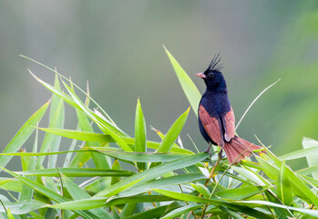 A male crested bunting perched on a bamboo plant