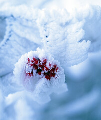 Rote Beeren mit Raureif