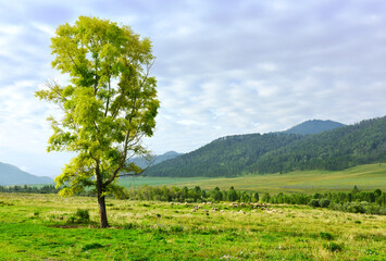 A flowering tree in the Altai mountain valley