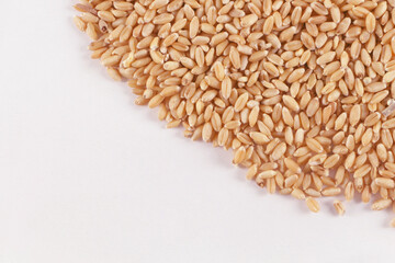 Buch of Wheat grains in white Background