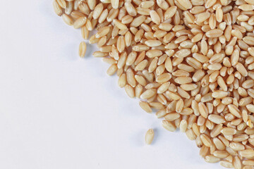 Buch of Wheat grains in white Background