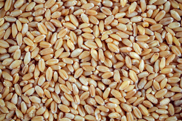 Buch of Wheat grains in white Background