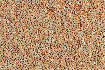 Buch of Wheat grains in white Background