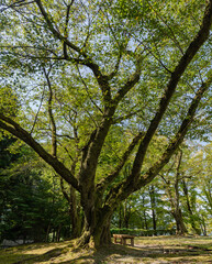 樹木公園　初秋のソメイヨシノの樹木