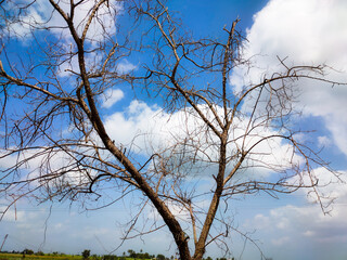 Dry tree against the blue sky