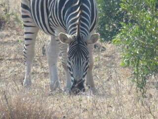 Zebra al parco Kriger
