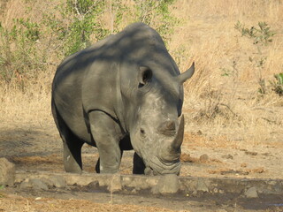 Rinoceronte affamato al parco Kruger